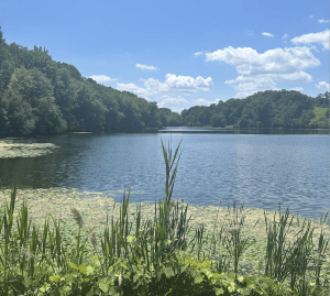 A serene lake in New York State Parks is bordered by tall green grasses and trees under a bright blue sky with scattered clouds. Lily pads float on the water near the shore, creating a sense of inner peace.